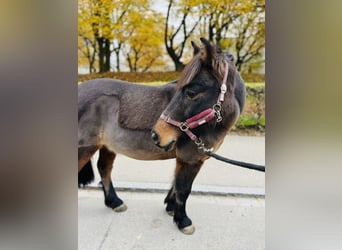 Pony francés de montar a caballo, Caballo castrado, 11 años, 115 cm, Castaño oscuro