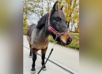 Pony francés de montar a caballo, Caballo castrado, 11 años, 115 cm, Castaño oscuro