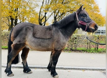 Pony francés de montar a caballo, Caballo castrado, 11 años, 115 cm, Castaño oscuro