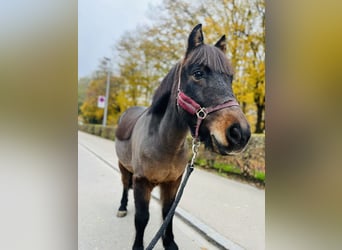 Pony francés de montar a caballo, Caballo castrado, 11 años, 115 cm, Castaño oscuro