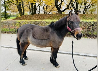 Pony francés de montar a caballo, Caballo castrado, 11 años, 115 cm, Castaño oscuro