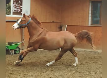 Pony francés de montar a caballo, Caballo castrado, 11 años, 148 cm, Alazán