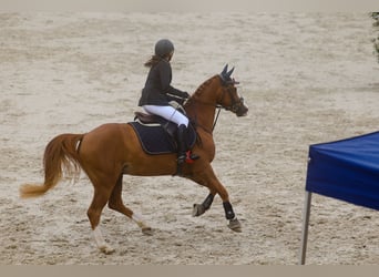 Pony francés de montar a caballo, Caballo castrado, 11 años, 148 cm, Alazán