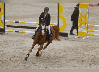 Pony francés de montar a caballo, Caballo castrado, 11 años, 148 cm, Alazán