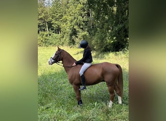 Pony francés de montar a caballo, Caballo castrado, 11 años, 148 cm, Alazán