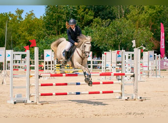 Pony francés de montar a caballo, Caballo castrado, 12 años, 138 cm, Tordo