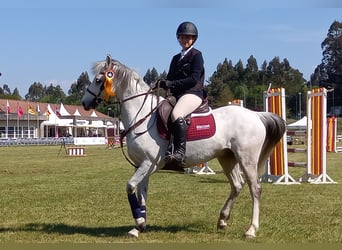 Pony francés de montar a caballo, Caballo castrado, 12 años, 138 cm, Tordo