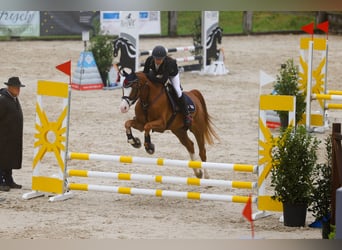 Pony francés de montar a caballo, Caballo castrado, 12 años, 148 cm, Alazán