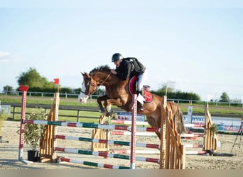 Pony francés de montar a caballo, Caballo castrado, 12 años, 156 cm, Alazán-tostado