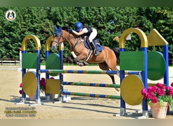 Pony francés de montar a caballo, Caballo castrado, 13 años, 145 cm, Castaño