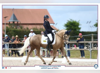 Pony francés de montar a caballo, Caballo castrado, 13 años, 147 cm, Palomino