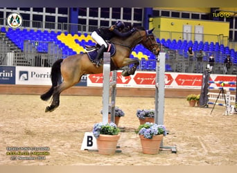 Pony francés de montar a caballo, Caballo castrado, 13 años, 148 cm, Castaño oscuro