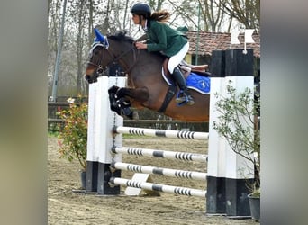 Pony francés de montar a caballo, Caballo castrado, 14 años, 147 cm, Castaño