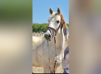 Pony francés de montar a caballo, Caballo castrado, 14 años, 153 cm, Tordo