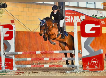 Pony francés de montar a caballo, Caballo castrado, 15 años, 136 cm, Castaño oscuro