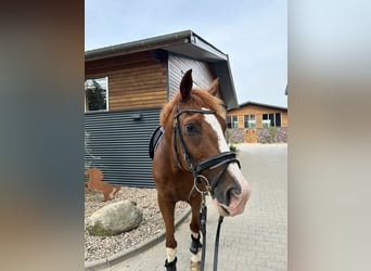 Pony francés de montar a caballo, Caballo castrado, 15 años, 158 cm, Alazán