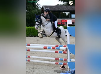 Pony francés de montar a caballo, Caballo castrado, 16 años, 148 cm, Tordo