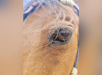 Pony francés de montar a caballo, Caballo castrado, 17 años, 147 cm, Castaño