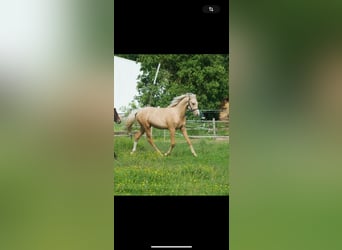 Pony francés de montar a caballo, Caballo castrado, 1 año, 143 cm, Palomino