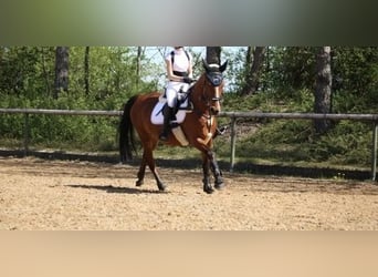 Pony francés de montar a caballo, Caballo castrado, 21 años, 147 cm, Castaño