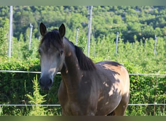 Pony francés de montar a caballo, Caballo castrado, 2 años, 148 cm, Bayo