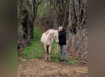 Pony francés de montar a caballo, Caballo castrado, 3 años, 135 cm, Palomino