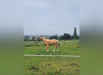 Pony francés de montar a caballo, Caballo castrado, 3 años, 135 cm, Palomino