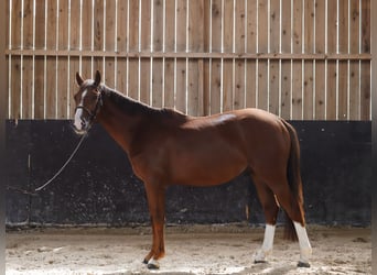 Pony francés de montar a caballo, Caballo castrado, 3 años, 147 cm, Alazán