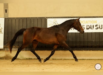 Pony francés de montar a caballo, Caballo castrado, 3 años, 148 cm, Castaño oscuro