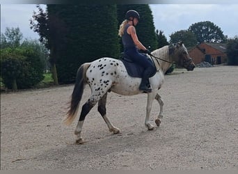 Pony francés de montar a caballo, Caballo castrado, 3 años, 149 cm, Atigrado/Moteado