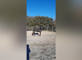 Pony francés de montar a caballo, Caballo castrado, 3 años, 151 cm, Tordillo negro