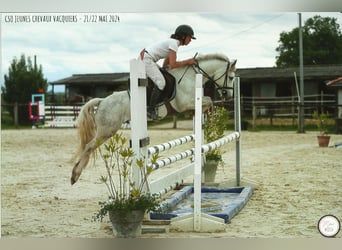 Pony francés de montar a caballo, Caballo castrado, 4 años, 132 cm, Tordo