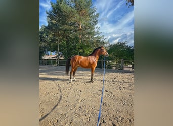 Pony francés de montar a caballo, Caballo castrado, 4 años, 147 cm, Castaño