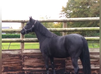 Pony francés de montar a caballo, Caballo castrado, 4 años, 147 cm, Negro