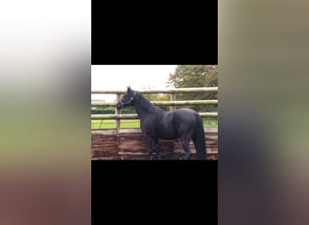 Pony francés de montar a caballo, Caballo castrado, 4 años, 147 cm, Negro
