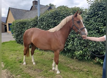 Pony francés de montar a caballo, Caballo castrado, 4 años, 148 cm, Alazán