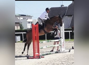 Pony francés de montar a caballo, Caballo castrado, 4 años, 148 cm, Castaño