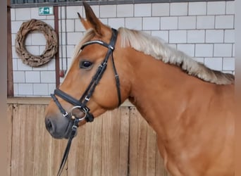 Pony francés de montar a caballo, Caballo castrado, 4 años, 154 cm, Alazán