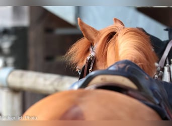 Pony francés de montar a caballo, Caballo castrado, 5 años, 137 cm, Alazán