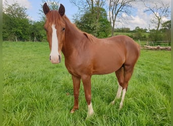 Pony francés de montar a caballo, Caballo castrado, 5 años, 147 cm, Alazán