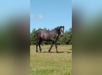 Pony francés de montar a caballo, Caballo castrado, 5 años, 147 cm, Tordo