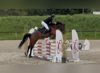 Pony francés de montar a caballo, Caballo castrado, 5 años, 148 cm, Castaño