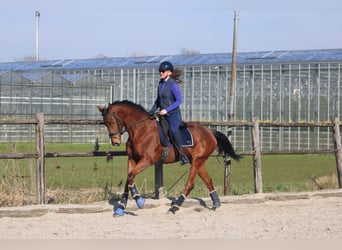 Pony francés de montar a caballo, Caballo castrado, 5 años, 165 cm, Castaño