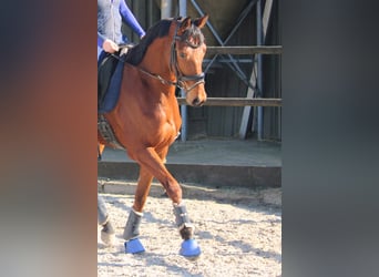 Pony francés de montar a caballo, Caballo castrado, 5 años, 165 cm, Castaño