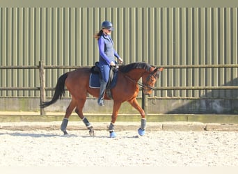 Pony francés de montar a caballo, Caballo castrado, 5 años, 165 cm, Castaño