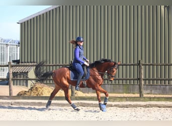 Pony francés de montar a caballo, Caballo castrado, 5 años, 165 cm, Castaño