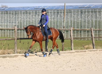 Pony francés de montar a caballo, Caballo castrado, 5 años, 165 cm, Castaño