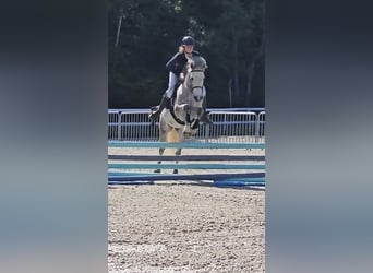 Pony francés de montar a caballo, Caballo castrado, 6 años, 145 cm, Tordo