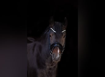 Pony francés de montar a caballo, Caballo castrado, 6 años, 148 cm, Morcillo