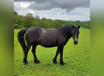 Pony francés de montar a caballo, Caballo castrado, 7 años, 145 cm, Negro